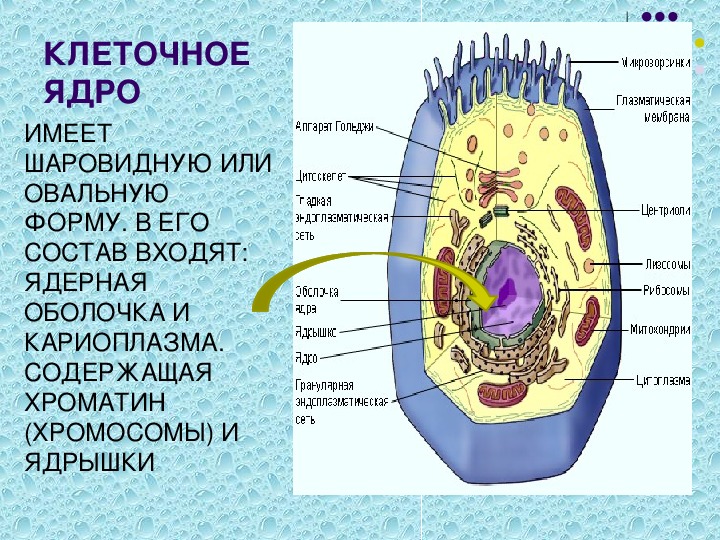 Организмы клетки которых содержат оформленное ядро. Какие клетки имеют ядро.