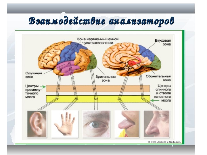 Анализаторы 8 класс презентация