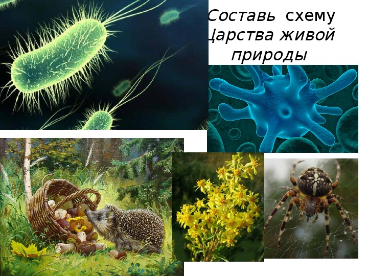 Живые организмы 5 класс. Живые организмы. Царство животные бактерии и. Царства живой природы. Царства живой природы 9 класс.