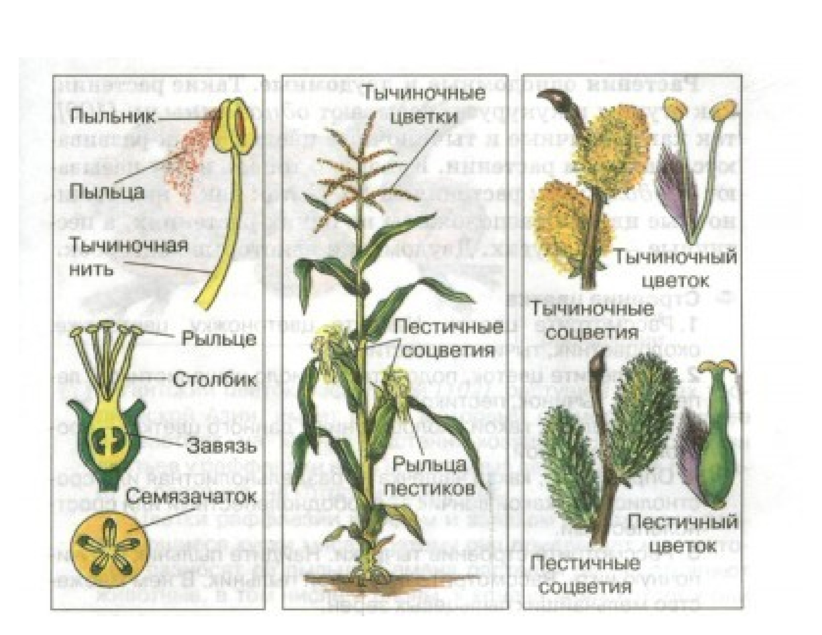 Кукуруза однодомное растение биология 6 класс