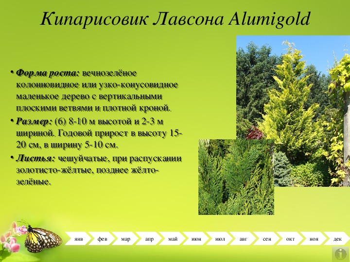 Кипарисовик лавсона описание. Chamaecyparis lawsoniana Alumigold. Кипарисовик Лавсона дерево. Кипарисовик Лавсона Алюмиголд. Кипарисовик Алюмиголд описание.