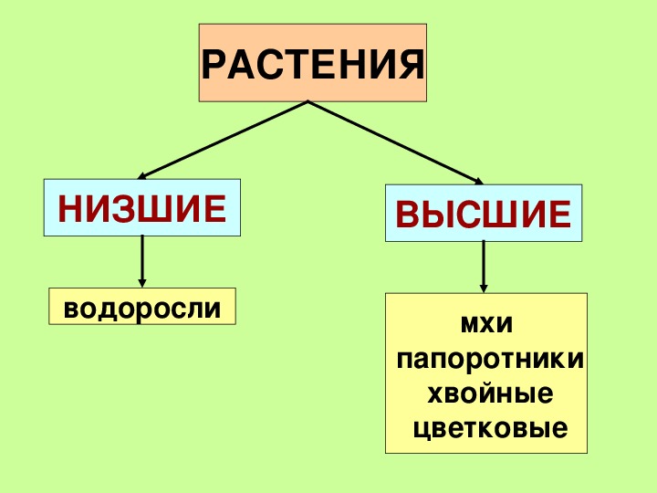 Представители низших