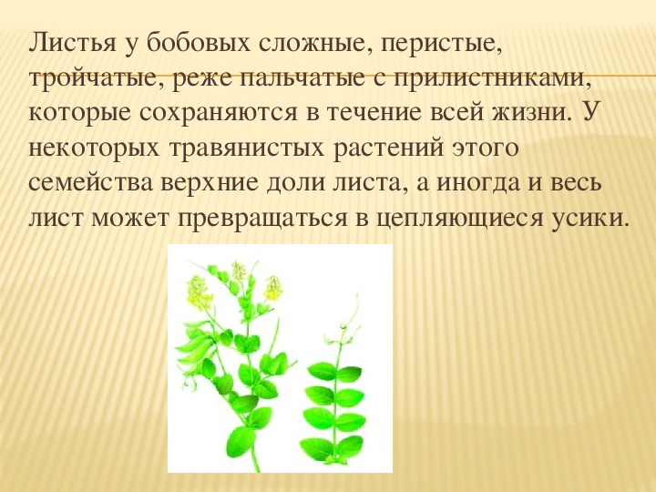 Семейство бобовые проект 6 класс биология