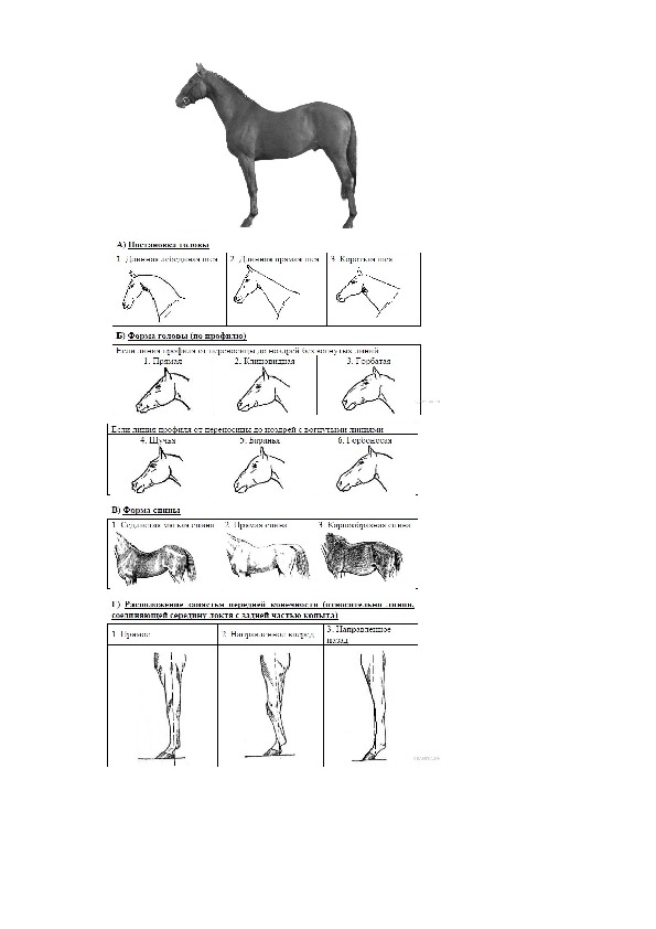 Алгоритм огэ биология. ОГЭ биология 24 задание лошади. ОГЭ по биологии задание с лошадью. Задание по биологии с лошадью. ОГЭ задание с лошадью.