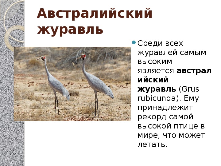 Виды журавлей в россии фото и названия