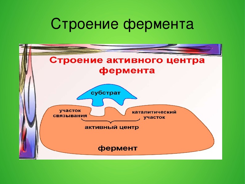 Строение ферментов схема