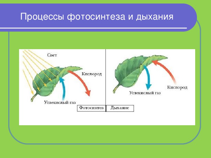 Дыхание как и фотосинтез ответы. Фотосинтез и дыхание растений. Схема дыхания растений 6 класс биология. Дыхание растений это процесс биология 6 класс. Как происходит процесс дыхания у растений схема.