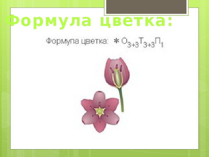 10 формула цветка. Формула цветка ландыша. Формула цветка лилейных растений. Формула цветка лилейных у ландыша.