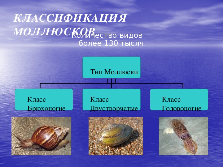 Презентация по биологии 7 класс моллюски класс головоногие