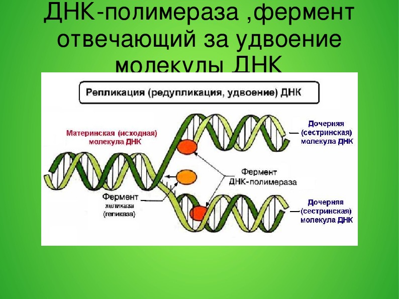 Репликация днк рисунок