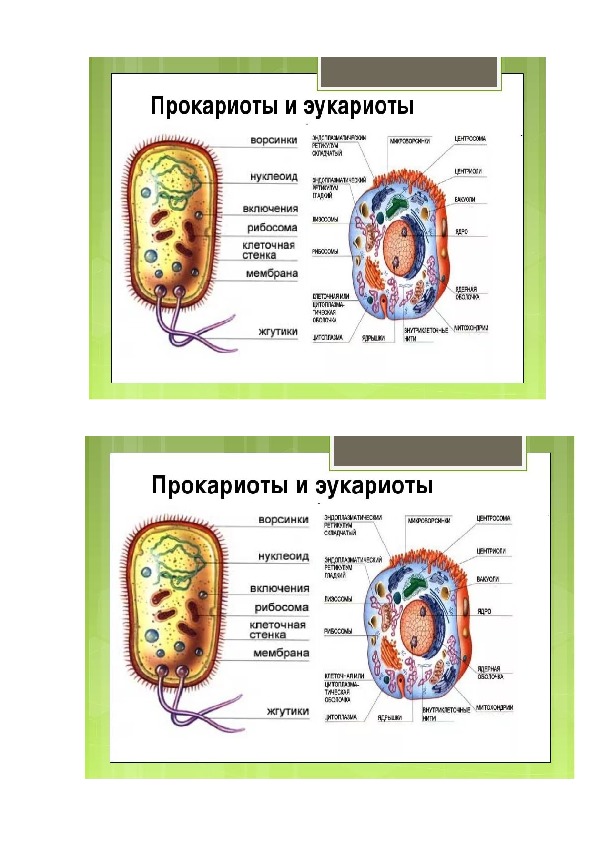 Прокариотические и эукариотические клетки. Строение прокариотической клетки и эукариотической клетки. Строение прокариотических и эукариотических клеток. Строение прокариотической и эукариотической клеток. Рисунок прокариотической и эукариотической клетки.