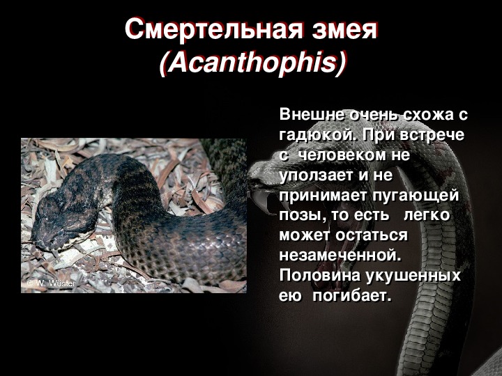 Опасна ли гадюка для человека. Змеи опасность для человека. Гадюка ядовитая для человека. Смертельно опасные змеи.