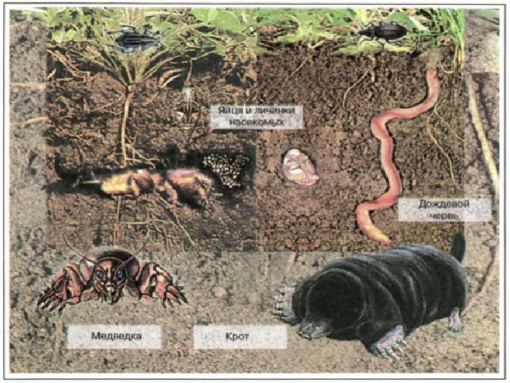 Пищевая цепь листовой опад дождевой червь. Обитатели почвы 5 класс биология. Среда обитания почва обитатели. Организмы в почве. Животные обитающие в почве.