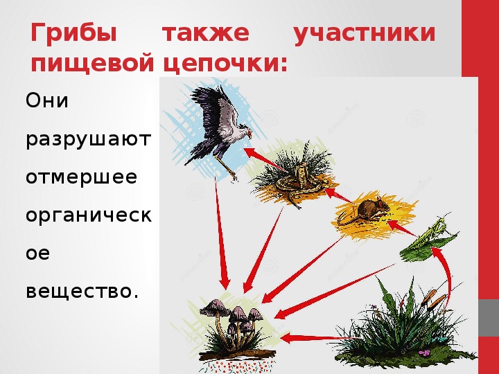 Начертите схемы 3 4 пищевых цепей начинающихся в агроценозе с растений пшеницы