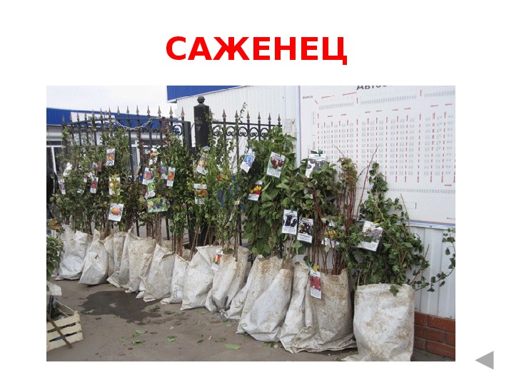 Куфар саженцы минск. Саженцы деревьев. питомник саженцев. саженцы плодовых. торговля саженцами.