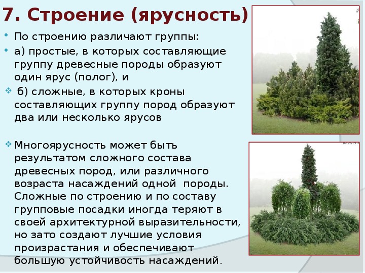 Курсовая работа по теме Роль декоративных древесно-кустарниковых растений в озеленении г. Мозыря