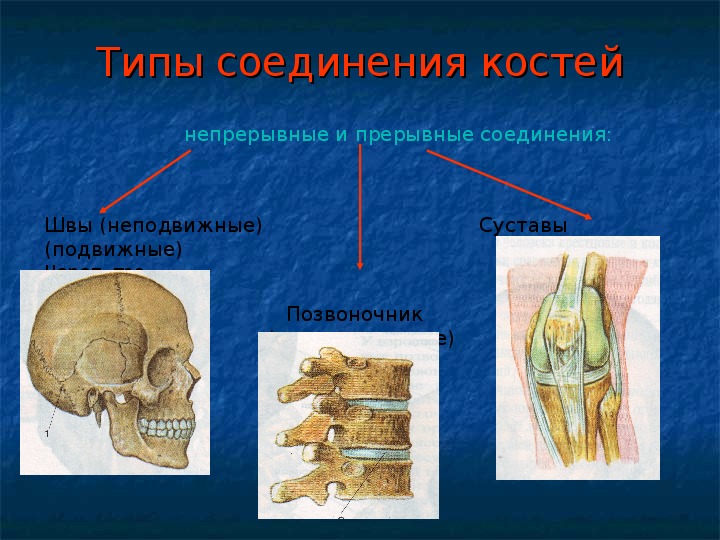 Типы соединения костей человека презентация