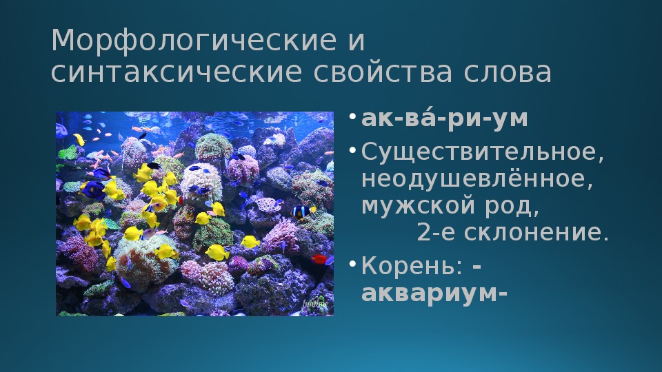 Океанариум текст автостопом. Слово аквариум. Как произошло слово аквариум. Океанариум текст. Значение слова аквариум.