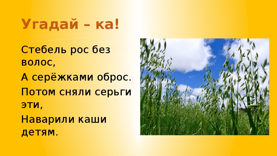 Овес начальная форма. Словарное слово овес. Предложение со словом овес. Овес презентация.