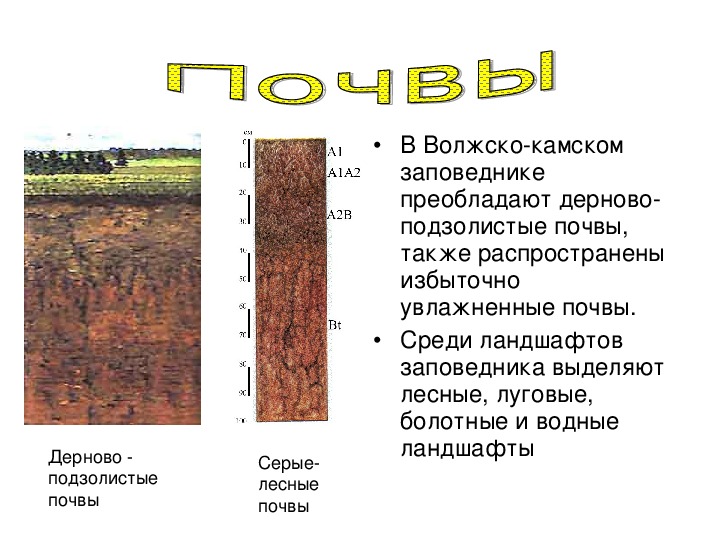 Дерново подзолистый тип почвы природная зона