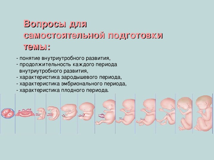 Периоды внутриутробного этапа развития