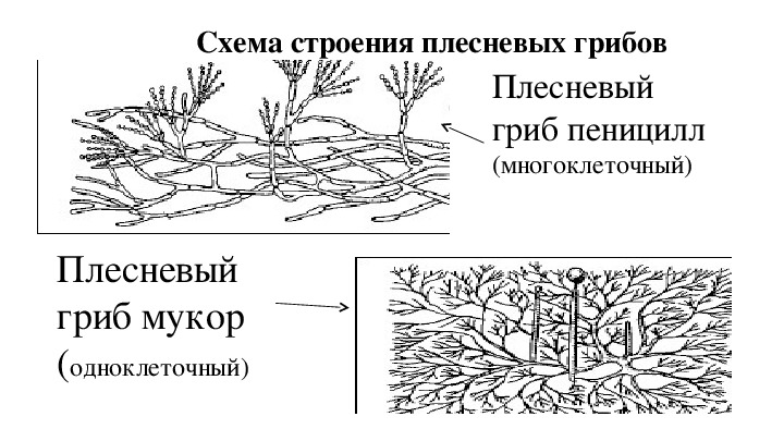 План многообразие грибов и их значение в природе и жизни человека план