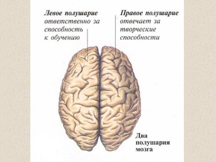 Правая гемисфера мозга