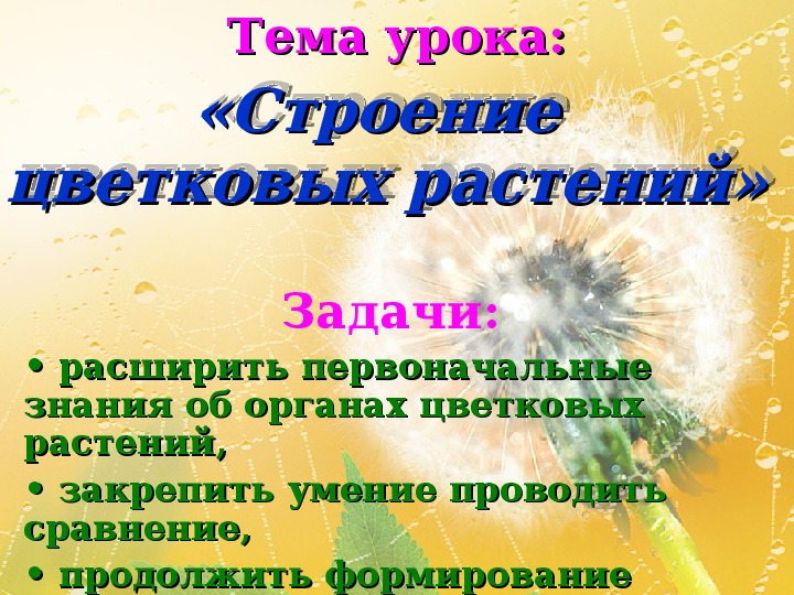 Презентация по природоведению на тему "Строение цветковых растений" (5 класс)