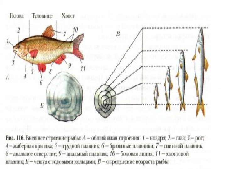 Половая система рыб. Внешнее строение костных рыб 7 класс. Строение чешуи рыбы 7 класс биология. Внешнее строение рыбы рис 112. Схема внешнего строения рыбы.