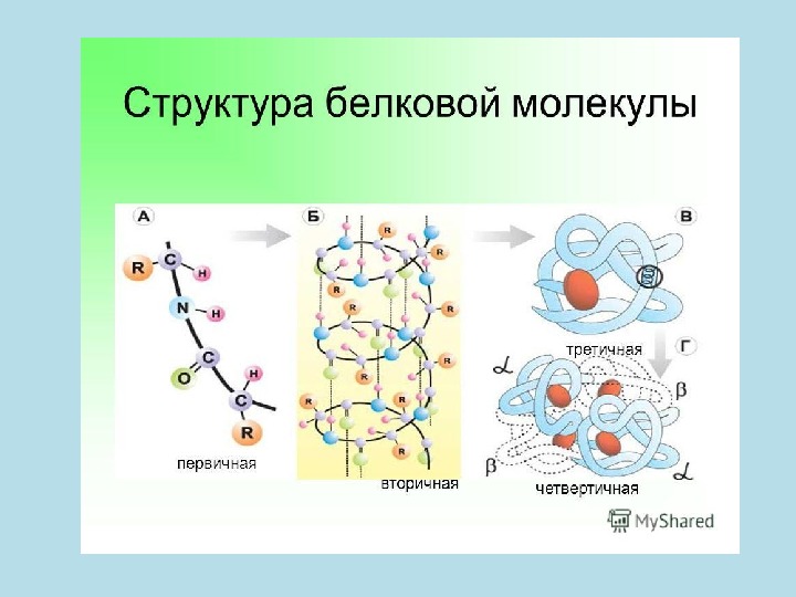 Какая структура молекулы белка схематично изображена на рисунке