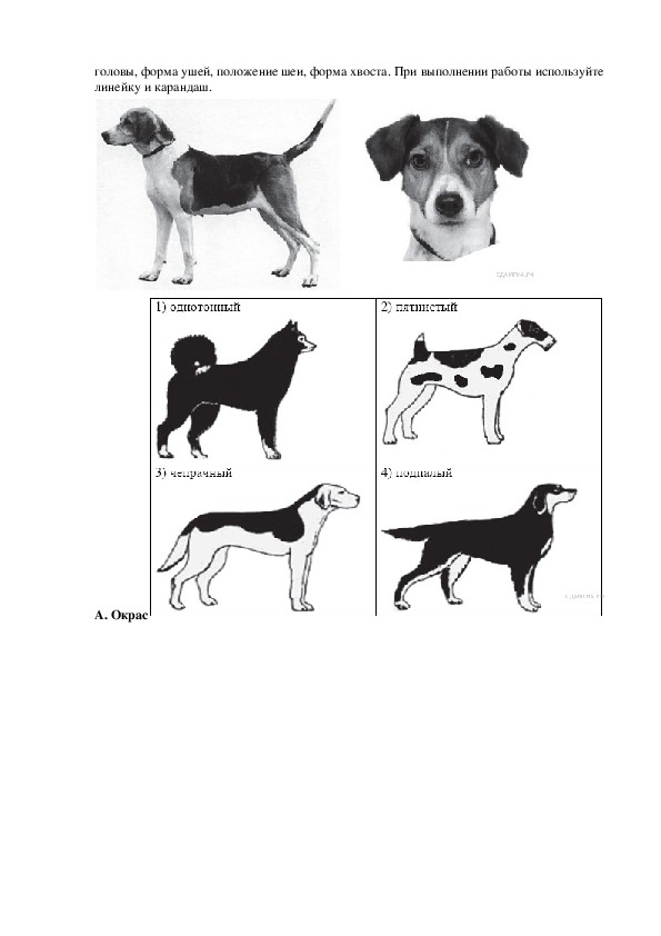 Рассмотрите фотографии собаки породы бигль выберите характеристики