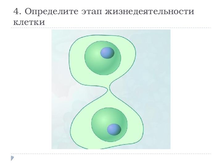 Жизнедеятельность клетки кратко. Этапы жизнедеятельности клетки. Контрольной работе по теме 