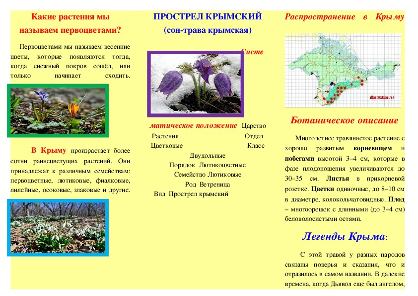 Буклет:"Первоцветы – вестники весны"