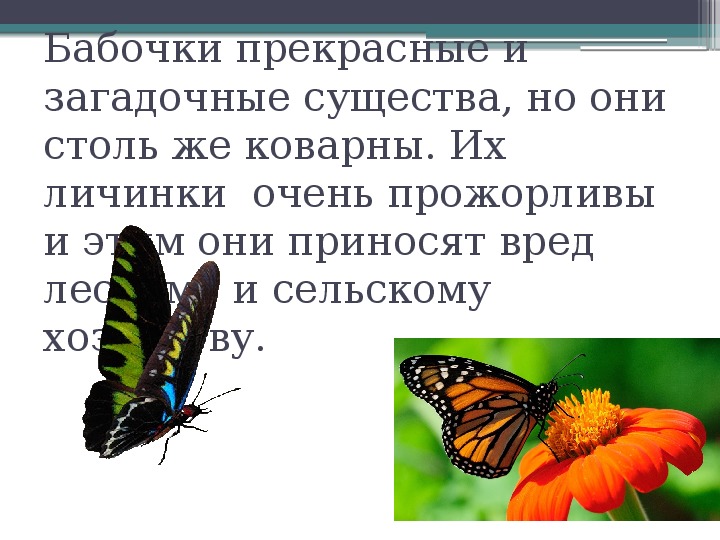Почему бабочки такие разные и красивые. Бабочки почему они такие разные проект 2 класс. Почему бабочки такие красивые. Почему почему бабочки такие разные и красивые. Почему бабочки такие красивые презентация\.