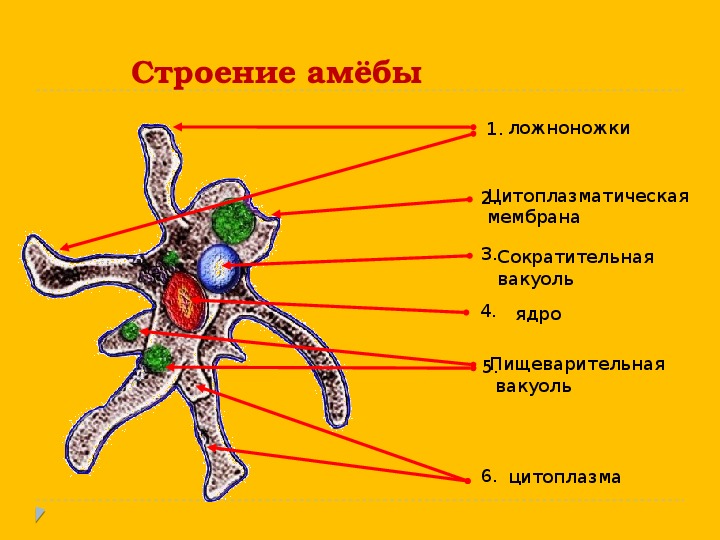 Ложноножки. Строение амебы ложноножки. Функция ложноножки у амебы. Ложноножки строение и функции. Внутреннее строение амебы.