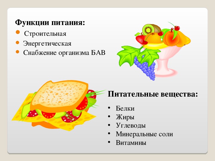 Питание и пищеварение 8 класс презентация