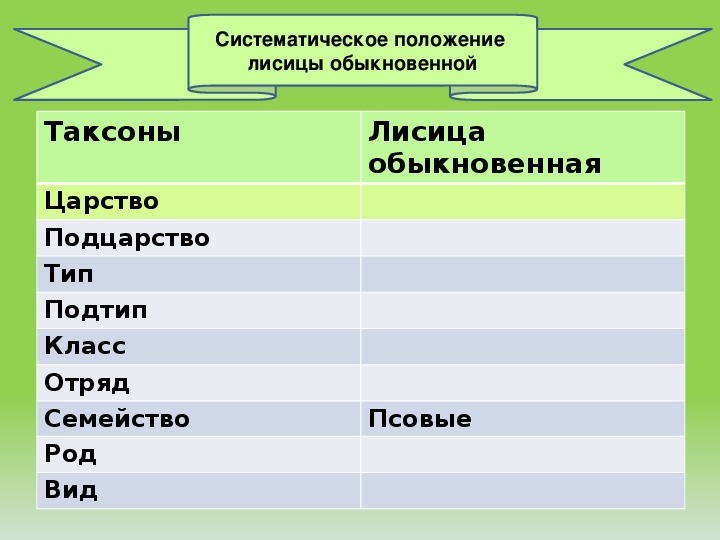 Систематическое положение лисицы