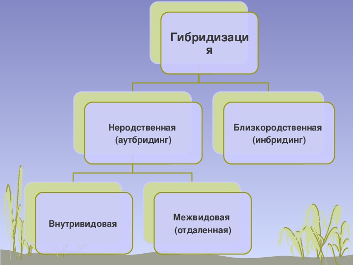 Гибридизация картинки для презентации