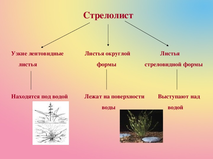 На рисунке изображен стрелолист с листьями