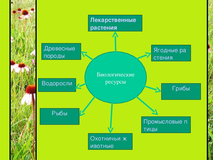 Можно ли рассматривать растительные и промыслово охотничьи. Биологические ресурсы растения. Растительные биологические ресурсы. Ресурсы для растений. Промыслово охотничьи ресурсы.