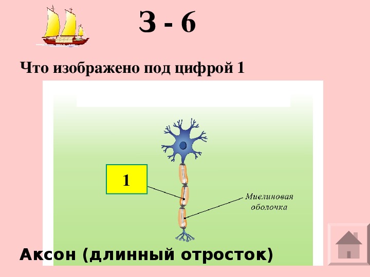 Что на рисунке изображено под цифрой