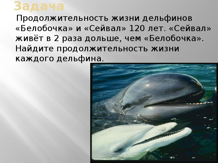 Дельфин живет лет. Продолжительность жизни дельфинов. Сколько лет живут дельфины. Продолжительность жизни дельфинов в природе. Продолжительность жизни у Лельфин.