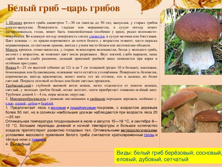 Царский белый гриб фото и описание