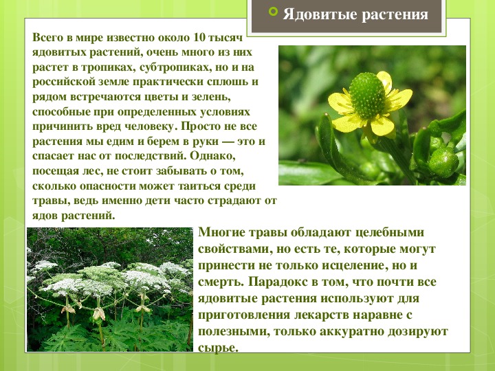 Ядовитые растения алтайского края фото и описание