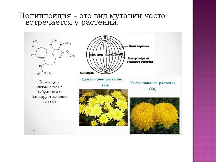 Деление тетраплоидной клетки. Колхицин полиплоидия. Полиплоидия в селекции растений примеры. Пример полиплоидии мутации у растений. Полиплоидные формы растений.