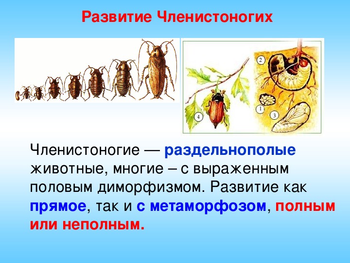 Презентация на тему развитие животных с превращением и без превращения 7 класс