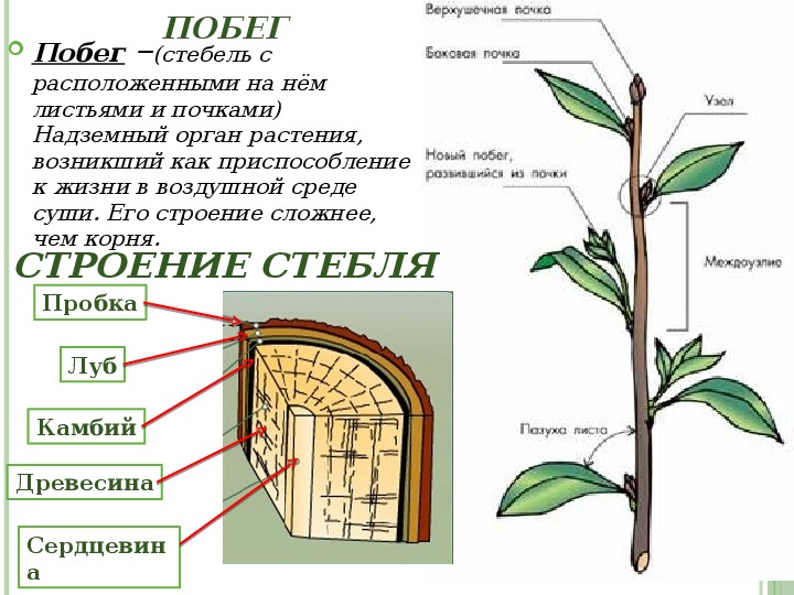 Какие органы растений изображены на рисунке и обозначены цифрами 1 и 2 шишка и груша