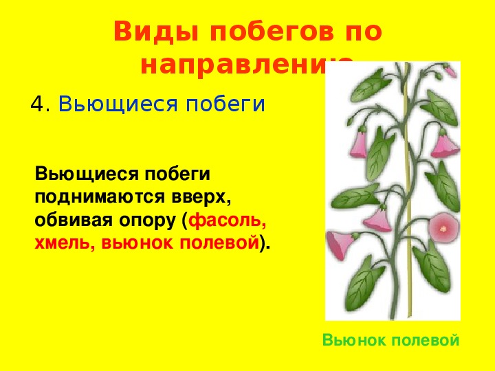 Виды побегов. Вьющиеся побеги. Вьющийся побег. Вьющиеся вид побегов. Вьющиеся побеги примеры.