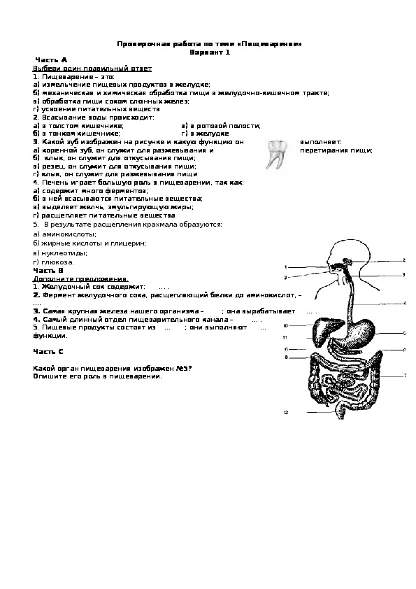 Биология пищеварительная система 8 класс проверочная работа