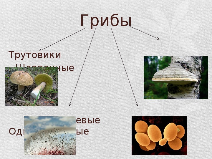 Презентация по биологии "Многообразие и значение грибов" 5 класс